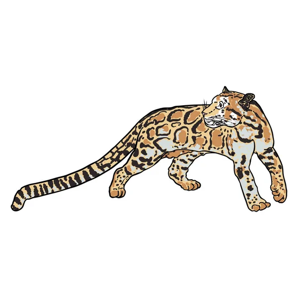 ヒョウ 野生猫の肖像画 雲のヒョウの手描きスケッチ ベクトル — ストックベクタ