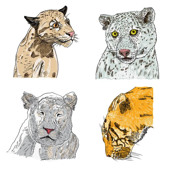 Conjunto Caras Tigre León Extraídas Animales Vivos Cabezas Leopardo Jaguar — Vector de stock