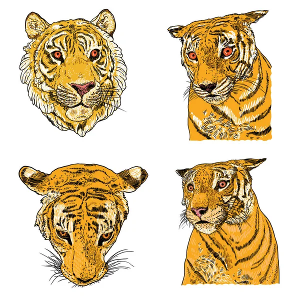 Conjunto Grandes Tigres Adultos Colección Fauna Silvestre Depredadores Exóticos Grandes — Vector de stock