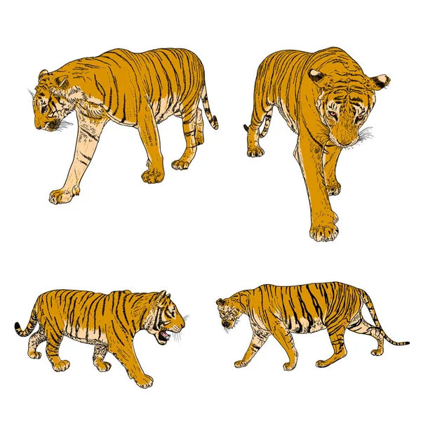 Conjunto Grandes Tigres Adultos Colección Fauna Silvestre Depredadores Exóticos Grandes — Vector de stock