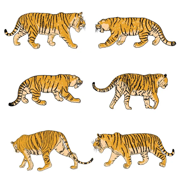 Yetişkin kaplanlar, vahşi yaşam ve egzotik yırtıcılar topluluğu, büyük kediler. Vektör.