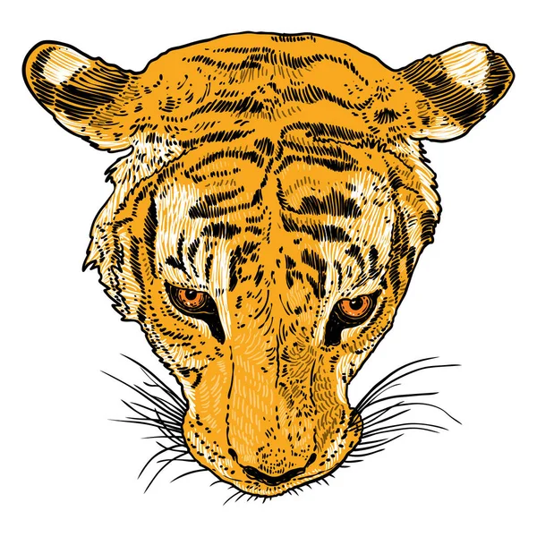 虎头装饰 猫脸作为标志 徽章或标签 在白色背景下孤立的虎吼的肖像 — 图库矢量图片