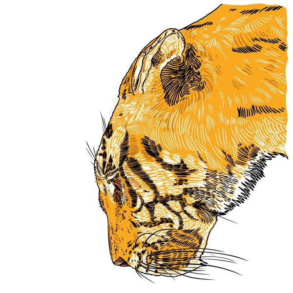 老虎怒吼的脸说明 五彩斑斓的虎头描述愤怒的大野猫 手绘细节 — 图库矢量图片
