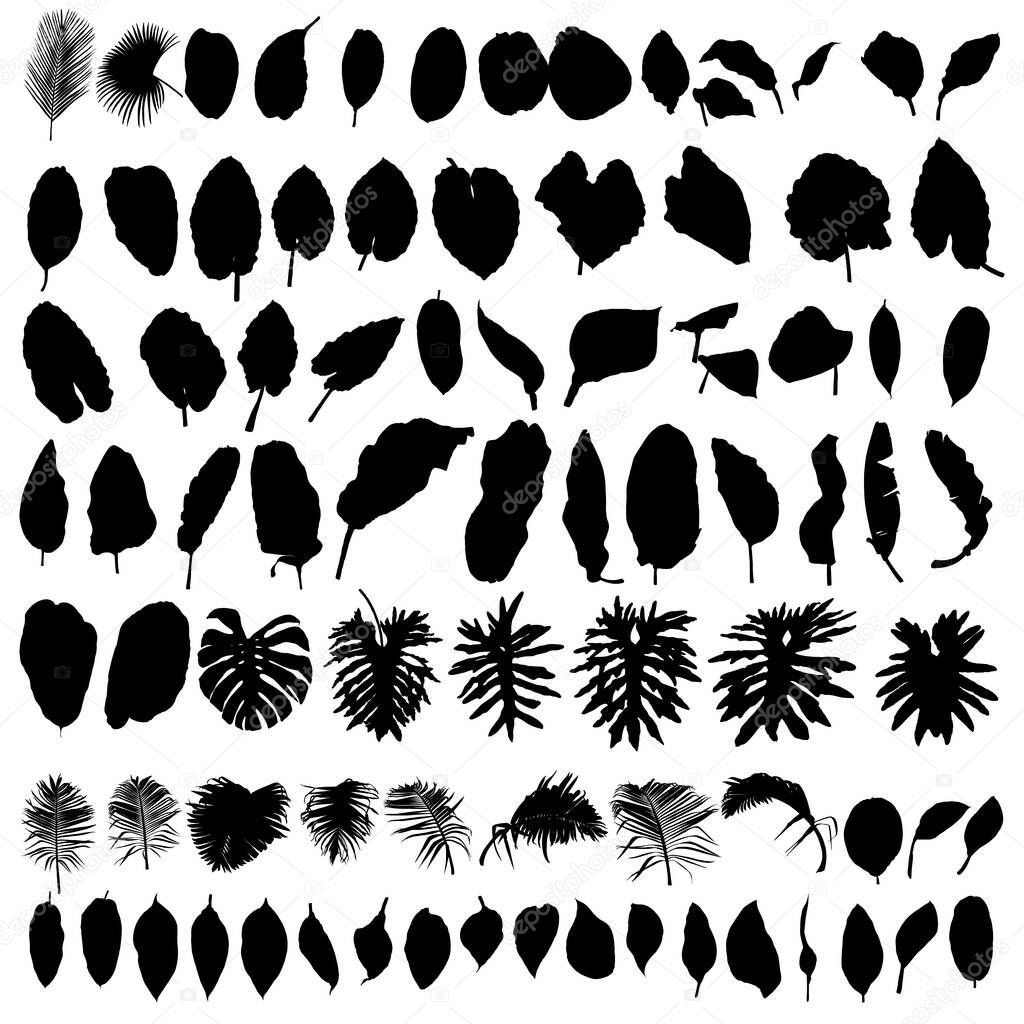 Silhouettes of tropical leaves. Jungle exotic leaf philodendron, areca palm, royal fern, banana leaf. Made of real live plants. Summer sale advertising elements. Vector.