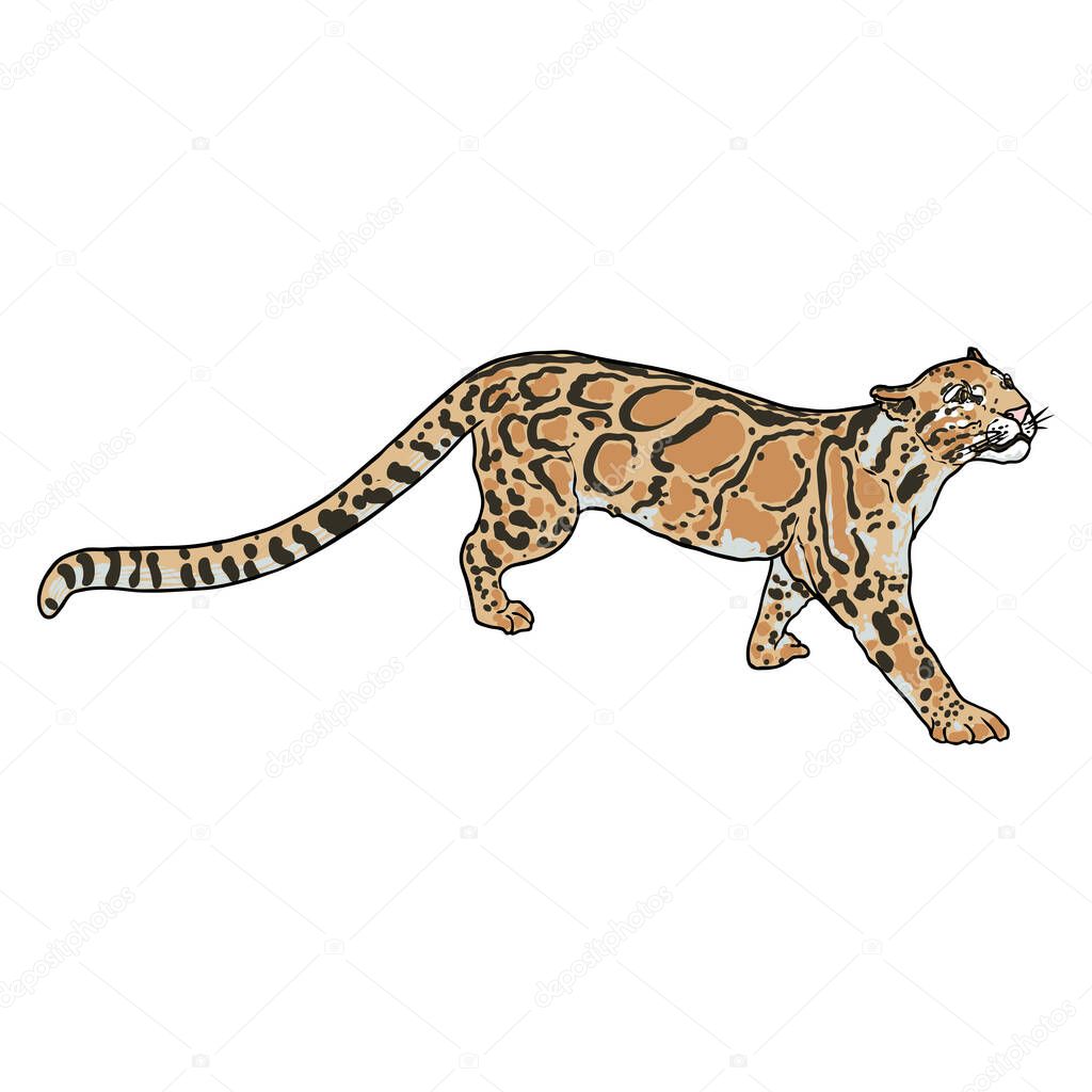 Vettoriale stockDisegno Leopardato Mano Sfondo Bianco Ritratto Disegnato  Mano Leopardo Giaguaro di ©goldenshrimp #535335648, image size:1024x1024