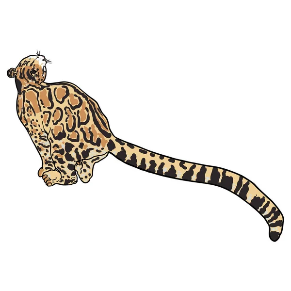Леопард Рисунок Дикой Кошки Облачный Леопард Гималаев Охота Диких Кошек — стоковый вектор