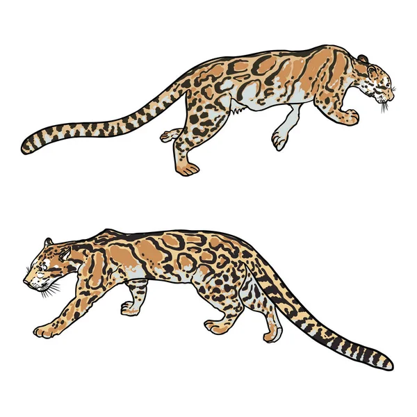 ヒョウセット 野生の猫の絵 ヒマラヤから雲ヒョウ 手描きの野良猫狩り ベクトル — ストックベクタ