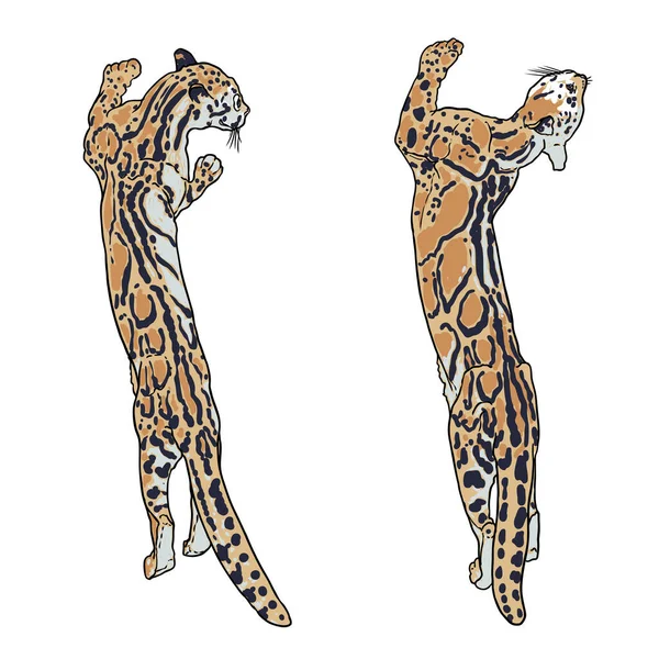 Леопардовый Набор Рисунок Дикой Кошки Облачный Леопард Гималаев Охота Диких — стоковый вектор