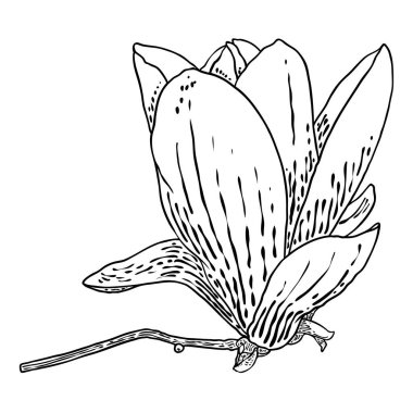 Daldaki manolya çiçeği başı beyaza saplanmış. Manolya 'nın yan manzarası dal üzerinde açan açık bahar, parktaki ya da ormandaki gerçek ağaçtan çekilen el. Vektör.