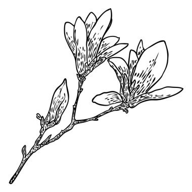 Magnolia çiçeği ve taç yaprakları posterler, davetiyeler ve tebrik kartı tasarımları için resimler çiziyor. Dal üzerindeki beyaz manolya çiçeği doğal ağaç bitkilerinden, yalıtılmış elementlerden. Vektör. 