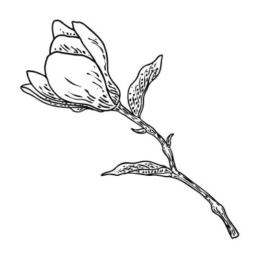 Beyaz arka planda yaprakları olan bahar manolyası çiçeği, gerçek ağaçtan elde çizilmiş. Gerçek hayat, çiçek başlı ince dallar. Vektör.