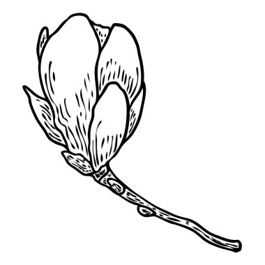 Manolya başı dalda. Bahar çiçeği açar. Ormandaki ya da parktaki gerçek ağaçtan yapılan botanik çizimleri. Manolya, dalın üzerinde çiçek açar. Beyazın üzerinde izole bir şekilde. Vektör.