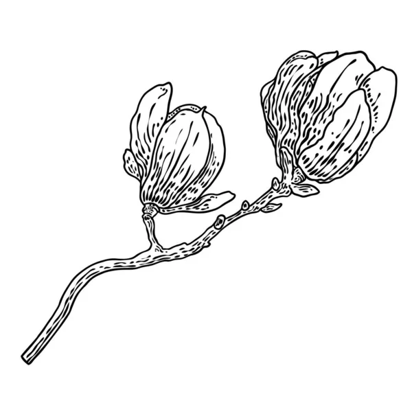 Magnolia Flower Drawing Sketch Floral Botany Twig Real Tree Black — Wektor stockowy