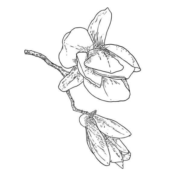 Rysunek Kwiatu Magnolii Szkic Kwiatowej Gałązki Botanicznej Prawdziwego Drzewa Czarno — Wektor stockowy