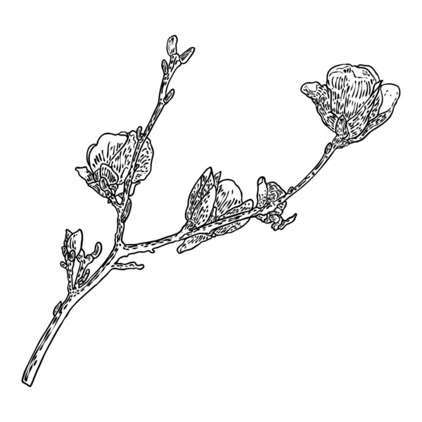 Весняна Квітка Магнолії Листям Гілці Ізольована Білому Тлі Малюнок Рук — стоковий вектор