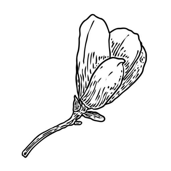 Magnolia Kwiat Płatki Rysunek Ilustracja Plakatów Zaproszenie Projekt Karty Okolicznościowej — Wektor stockowy