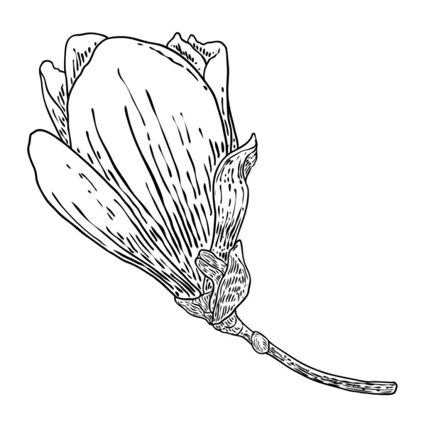 Magnolia Virágfej Fehér Ágon Oldalnézetben Magnólia Nyitott Tavasszal Virágzik Ágon — Stock Vector