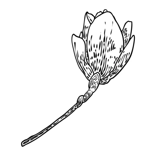Κεφάλι Της Μανόλια Στο Κλαδί Άνοιξη Λουλούδι Άνθιση Βοτανική Απεικόνιση — Διανυσματικό Αρχείο