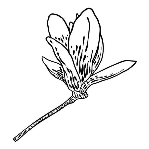 Magnolia把头靠在树枝上春花盛开 森林或公园里的真树做成的植物图解 木兰花侧视枝条 与白色隔离 — 图库矢量图片