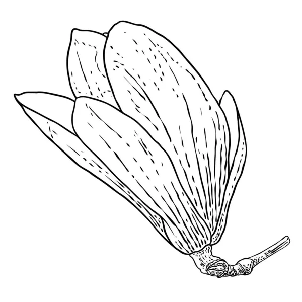 Magnolia Head Branch Spring Flower Bloom Botanical Illustration Made Real — Stock Vector
