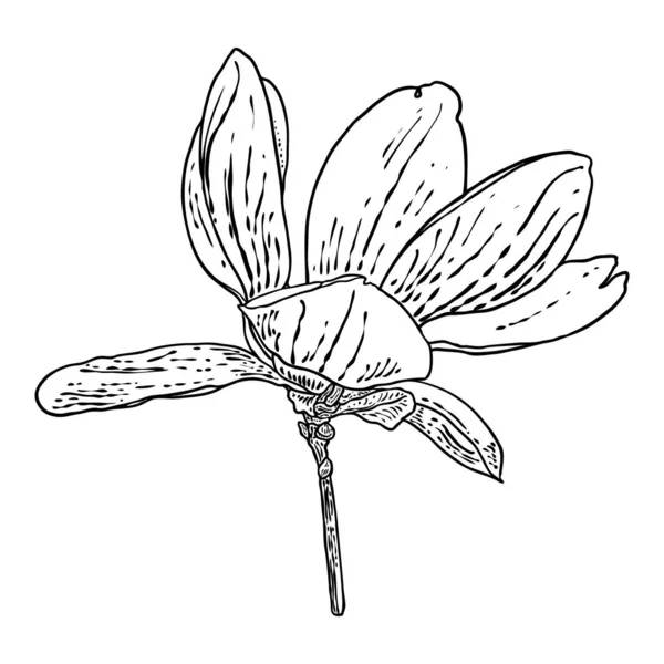 Magnolienkopf Auf Dem Ast Frühlingsblumen Blühen Botanische Illustration Aus Echtem — Stockvektor