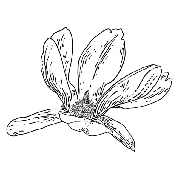 Μανόλια Κεφάλι Λουλούδι Απομονώνονται Λευκό Πάνω Όψη Πλευρά Της Μανόλιας — Διανυσματικό Αρχείο