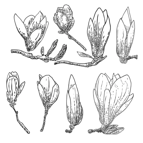 Conjunto Magnolia Flores Hojas Ilustración Dibujo Para Carteles Invitación Diseño — Archivo Imágenes Vectoriales