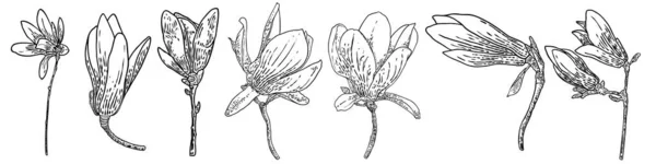 Set Magnolia Flowers Leaves Drawing Illustration Posters Invitation Greeting Card — Stockvektor