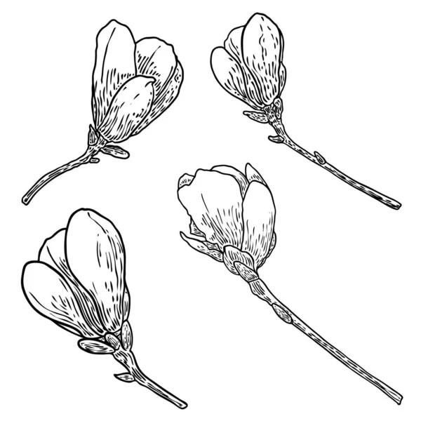 白い背景に孤立枝に葉を持つ春のマグノリアの花のセットは 本物の木から手描き 花の頭のコレクションを持つ実際の生活の自然小枝 ベクトル — ストックベクタ
