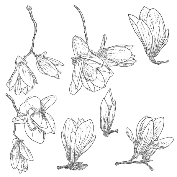 Magnolia Conjunto Dibujos Flores Bosquejo Ramitas Botánica Floral Árbol Real — Vector de stock
