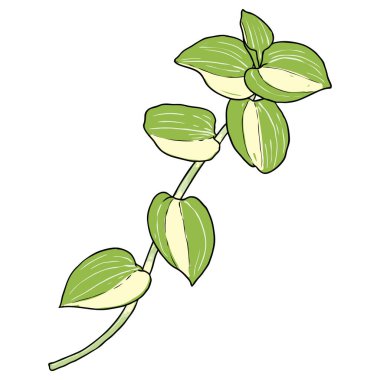 Yeşil yapraklı ağaç dalları. Evcilleştirilmiş oda otu taze bitki dalı. Ev dekorasyonu fabrikası. Vektör. 