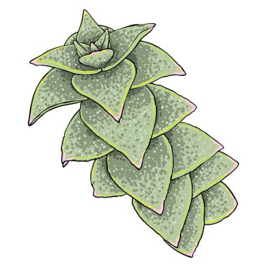 Beyaz arka planda yeşillik ve sulu bitki. El yapımı dal ya da dal, suluboya taklit, gerçek bitkiden yapılmış. Buket için sulu yapraklar. Vektör.