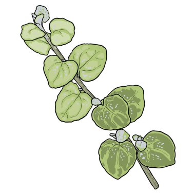 Beyaz arka planda yeşillik ve sulu bitki. El yapımı dal ya da dal, suluboya taklit, gerçek bitkiden yapılmış. Buket için sulu yapraklar. Vektör.