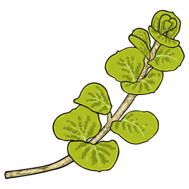 Beyaz arka planda yeşillik ve sulu bitki. El yapımı dal ya da dal, suluboya taklit, gerçek bitkiden yapılmış. Buket için sulu yapraklar. Vektör.
