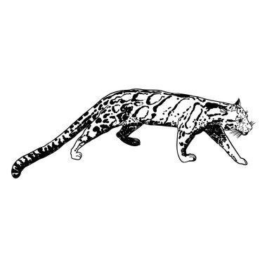 Leopar, vahşi kedi. Bulanık leopar el çizimi. Vektör.