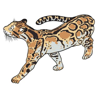 Leopar, vahşi kedi çizimi, Himalayalı bulutlu leopar. El yapımı vahşi kedi avı. Vektör.