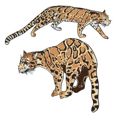 Leopar seti, vahşi kedi çizimi, Himalayalı bulutlu leopar. El yapımı vahşi kedi avı. Vektör.