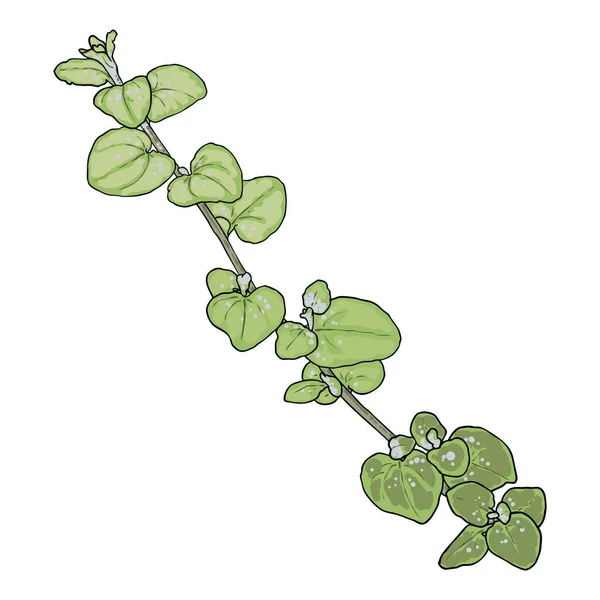 Зеленые Сочные Растения Белом Фоне Ручной Рисунок Ветки Веточки Имитация — стоковый вектор