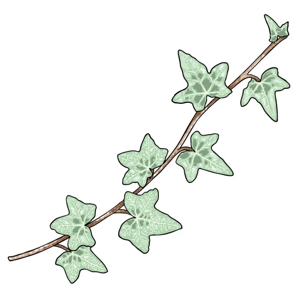 Зеленый Карабкающийся Ветка Плюща Ручной Рисунок Настоящего Растения Ботаническая Виноградная — стоковый вектор