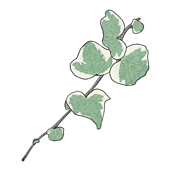 Зеленый Карабкающийся Ветка Плюща Ручной Рисунок Настоящего Растения Ботаническая Виноградная — стоковый вектор