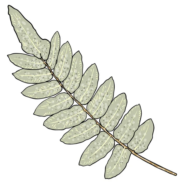 Grüner Waldfarn Handgezeichnetes Laub Aus Echten Natürlichen Blättern Dekorative Domestizierung — Stockvektor