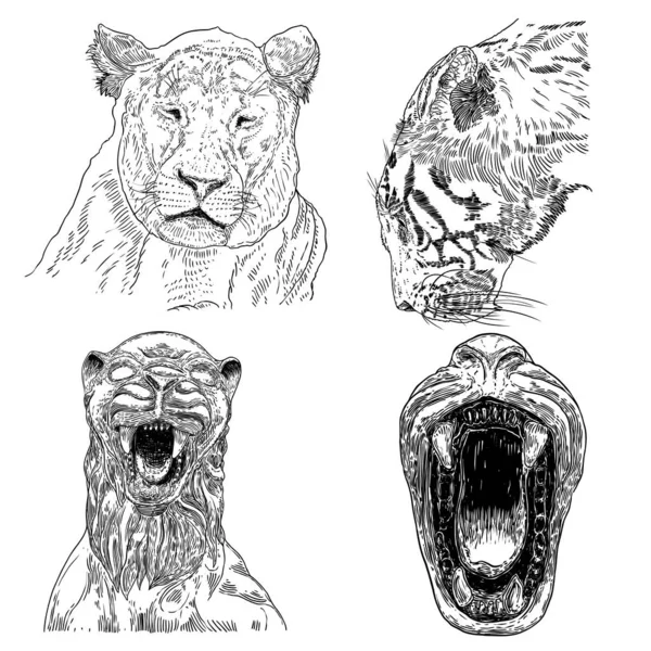 Set Live Tigers Roaring Growling Drawing Live Made Stone Body — Stock Vector