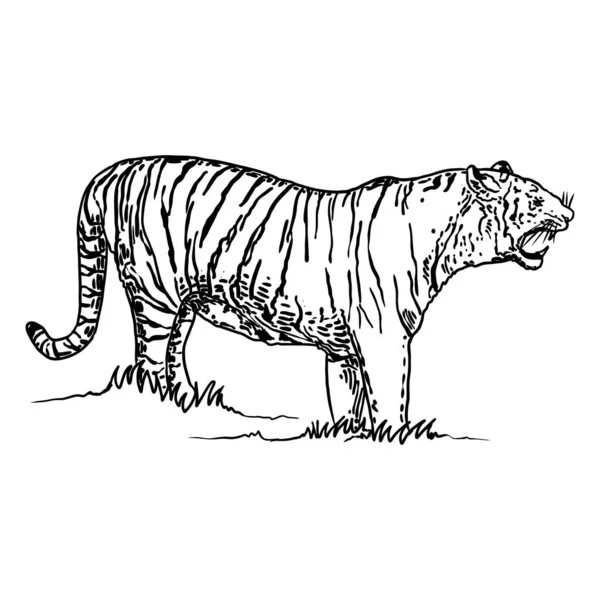 Tigre Rugiendo Dibujo Sobre Fondo Blanco Ilustración Tigre Gruñendo Enojado — Vector de stock