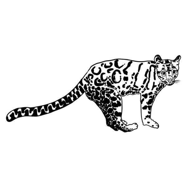 Leopardo Desenho Gato Selvagem Leopardo Nublado Himalaia Caça Aos Gatos —  Vetores de Stock