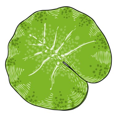 Lotus yaprağı çizimi. Nilüfer yaprağının manzarası. El çizimi çiçek stili. Ruhani beden ve zihin görselleri için yabani nilüfer çiçeği tasarım elementi. Vektör.