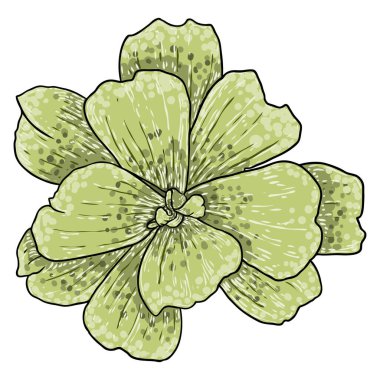 Water Lettuce flower, green water plant hand drawing. Floating water plant with leaves and petals, Pistia stratiotes. Vector. clipart