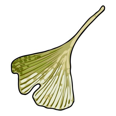 Ginkgo biloba yaprakları. Ginkgo yaprağı, Çin 'e özgüdür. El çizim vektörü.