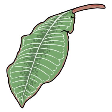 Plumeria bitkisi yaprakları. Dekorasyon ve desen yapmak için egzotik tropikal orman çiçek yaprağı. Karayip yeşil bitki dalı çizim sanatı. Vektör. 