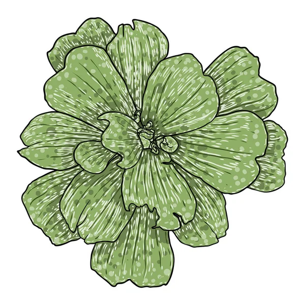 Salatblüte Grüne Wasserpflanze Handzeichnung Schwimmende Wasserpflanze Mit Blättern Und Blütenblättern — Stockvektor