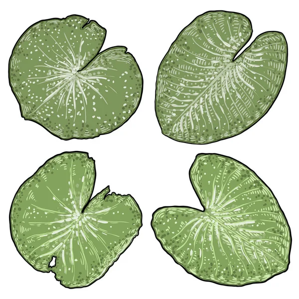 Zestaw Liści Lotosu Stylizowana Linia Sztuki Kolekcja Zielonego Liścia Lotosu — Wektor stockowy